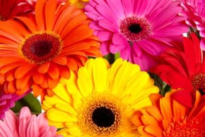 Colorful gerbera daisies closeup