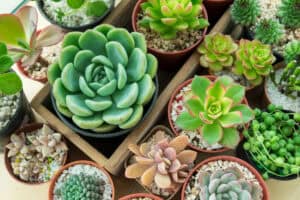 A variety of succulents in small pots