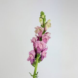 SNAPDRAGONS - LAVENDER SNAPDRAGONS - LAVENDER
