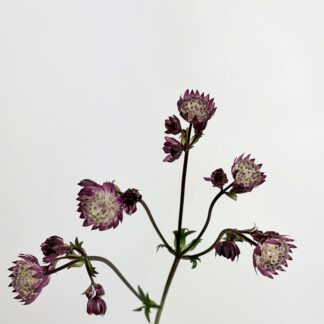 Astrantia - Purple  