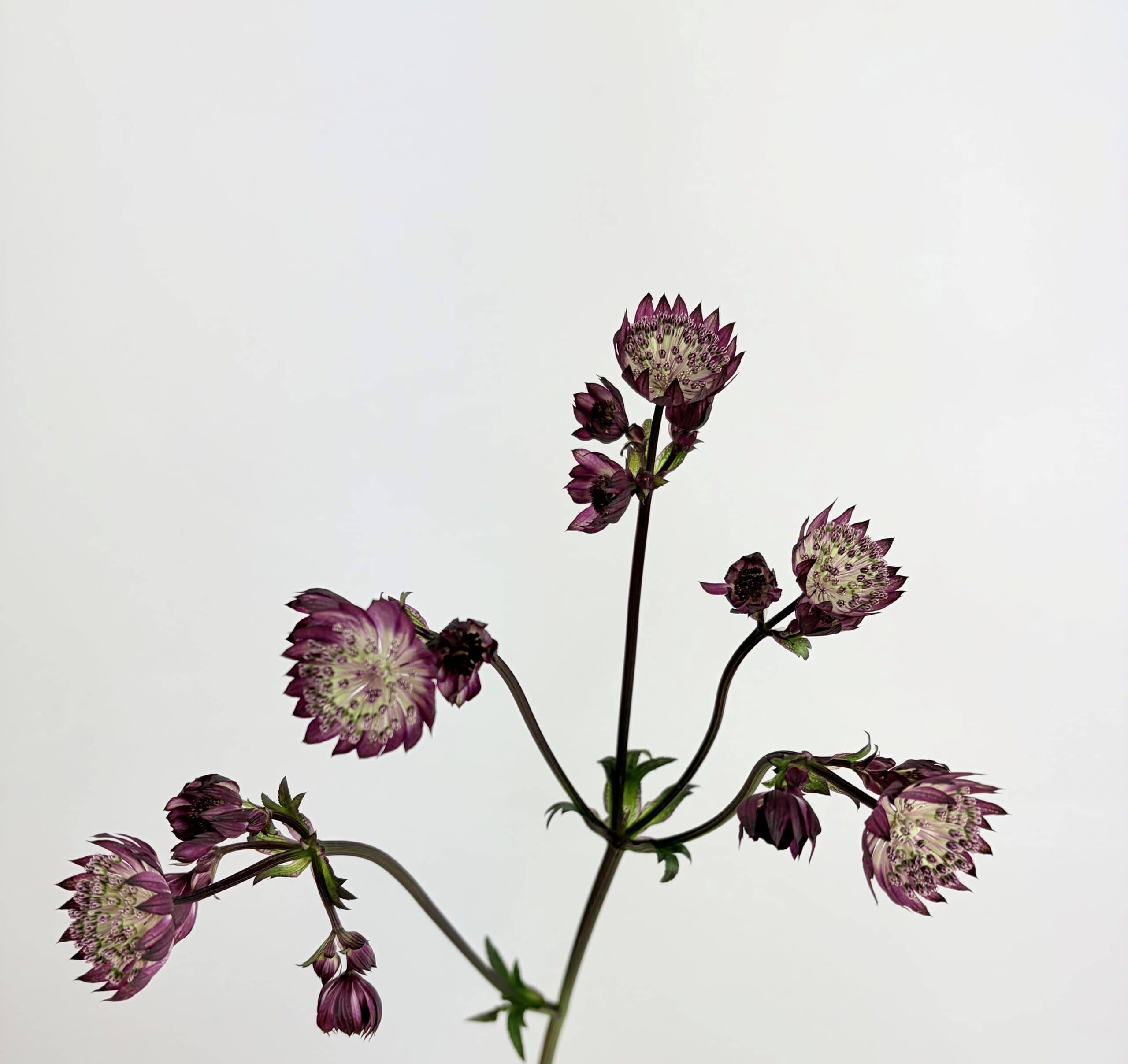 Astrantia - Purple Astrantia - Purple
