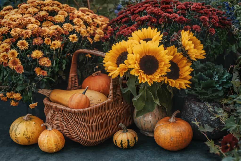 Sunflowers and chrysanthemums for fall