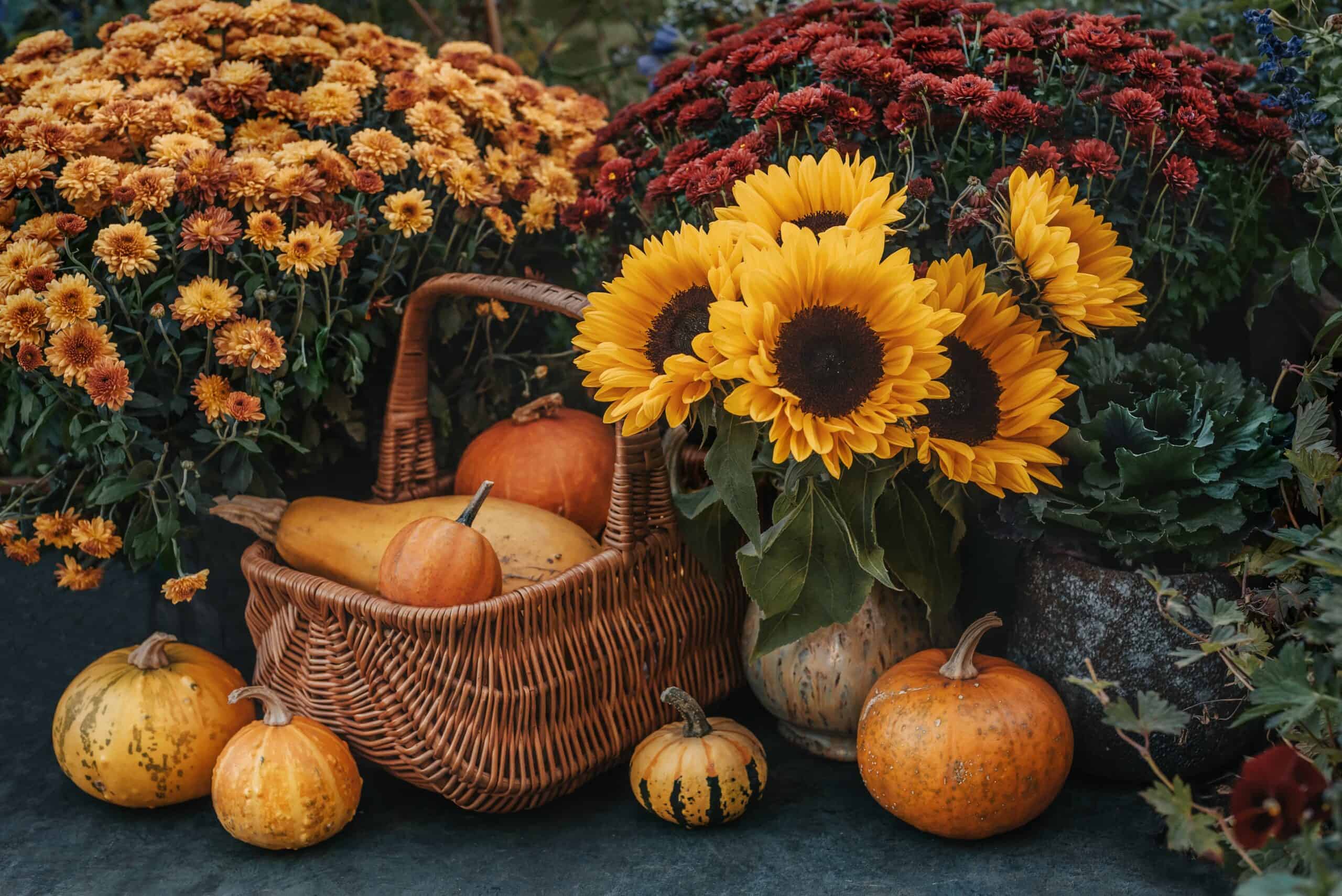 Sunflowers and chrysanthemums for fall