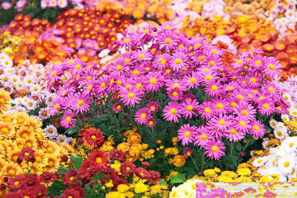 Clusters of chrysanthemums in fall colors