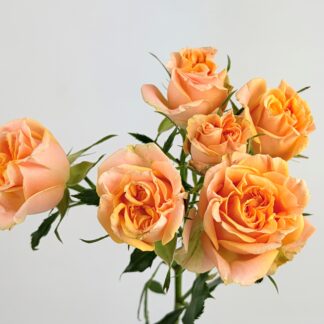 Garden Spray Rose - Aureus Garden Spray Rose - Aureus