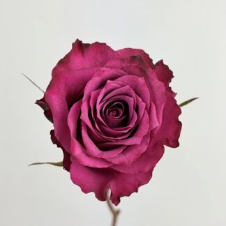 Blueberry Rose Blueberry Rose