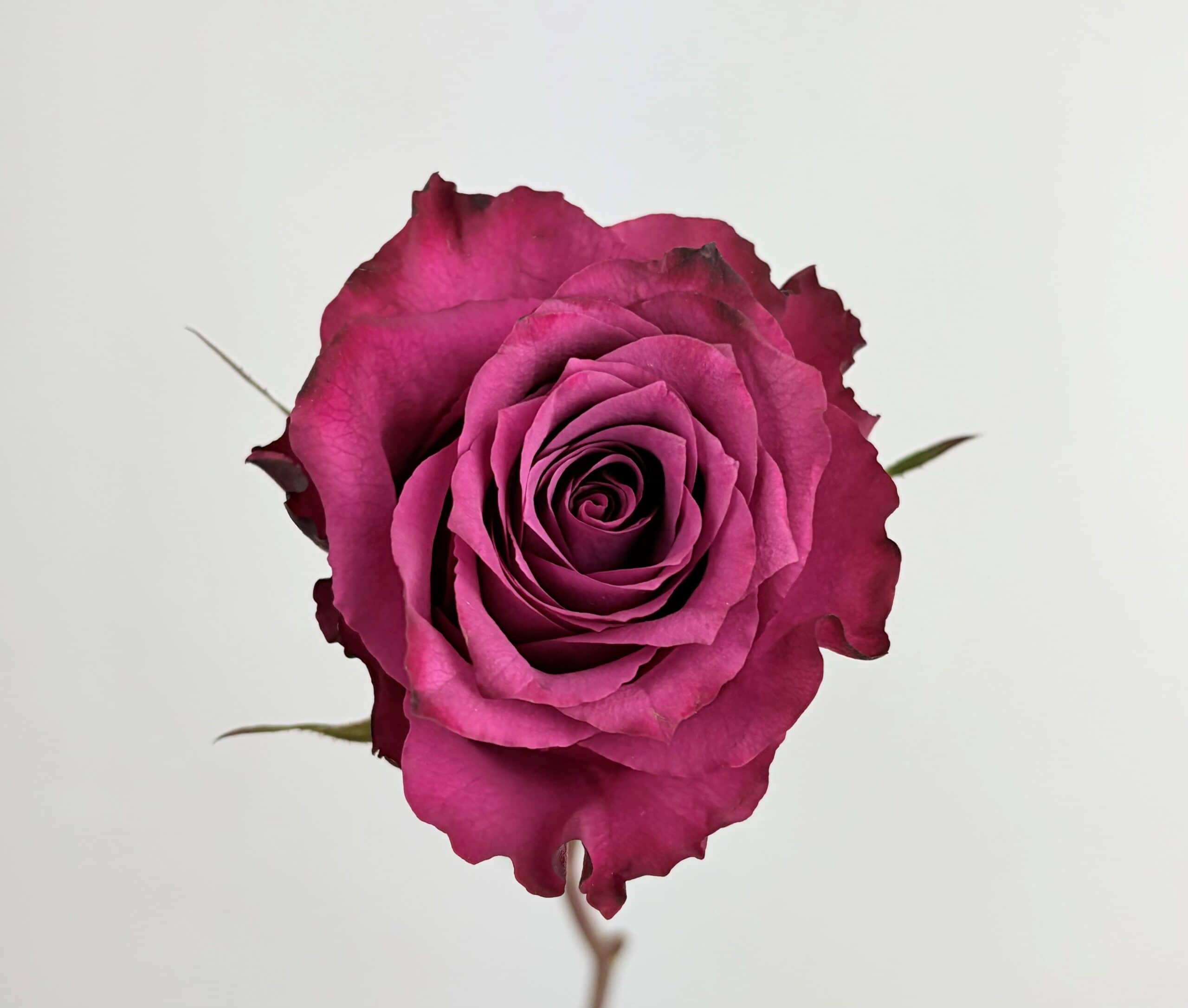 Blueberry Rose Blueberry Rose