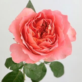 Dragonfly Garden Rose Dragonfly Garden Rose