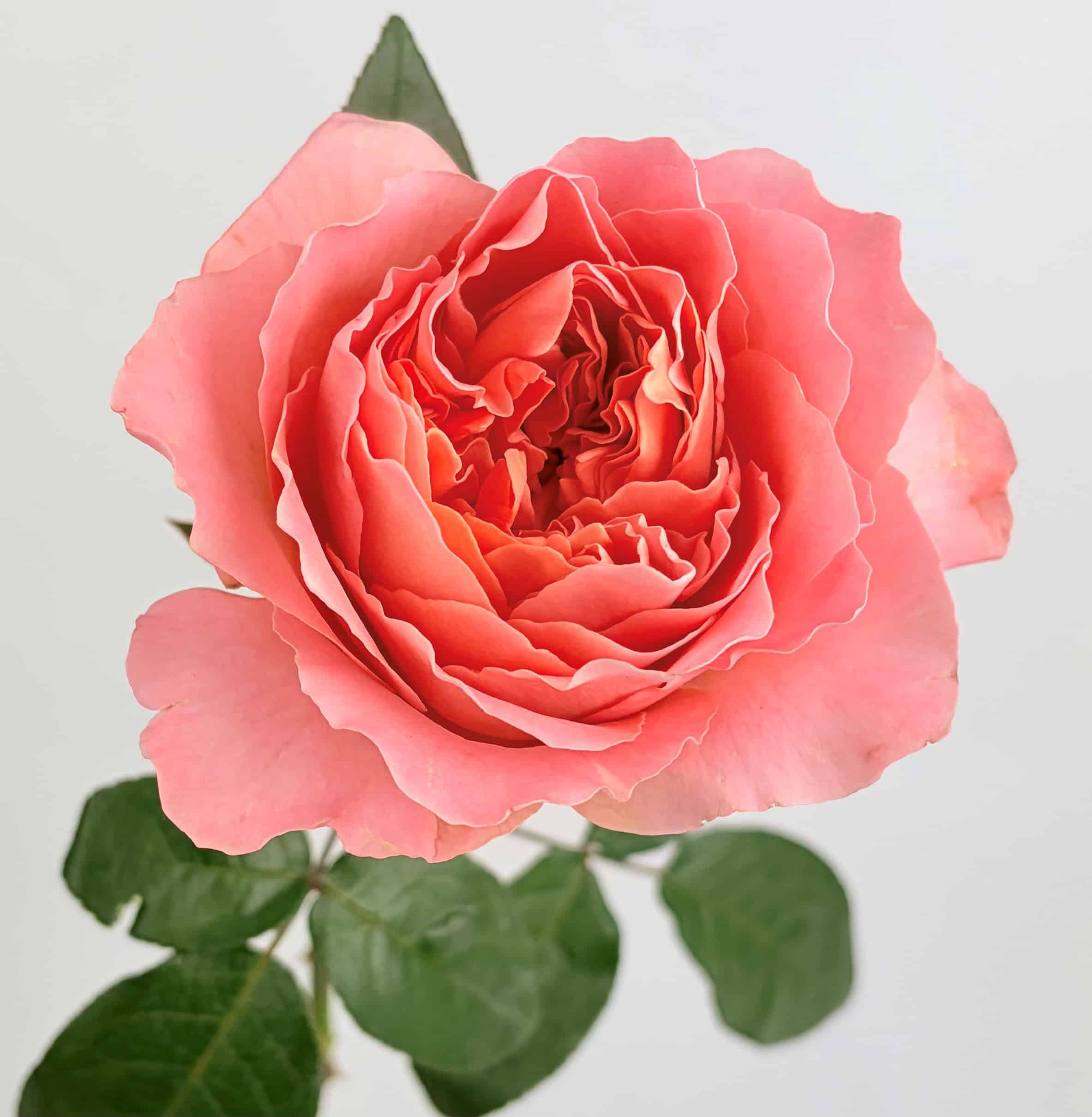 Dragonfly Garden Rose Dragonfly Garden Rose
