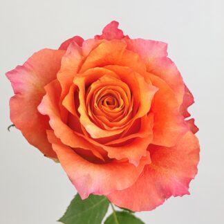 Free Spirit Garden Rose Free Spirit Garden Rose