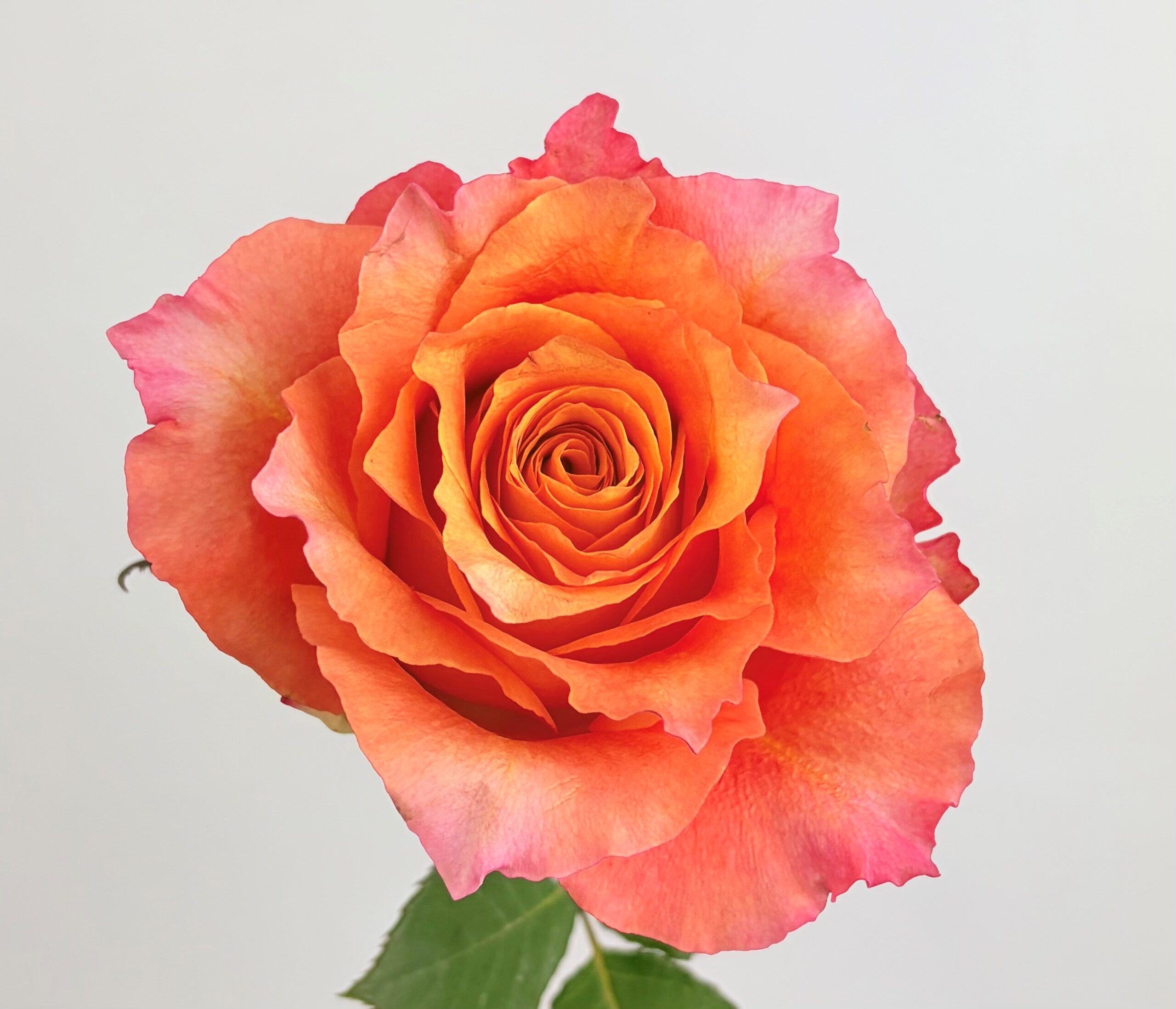 Free Spirit Garden Rose Free Spirit Garden Rose