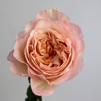 Tie Dye Garden Rose Tie Dye Garden Rose
